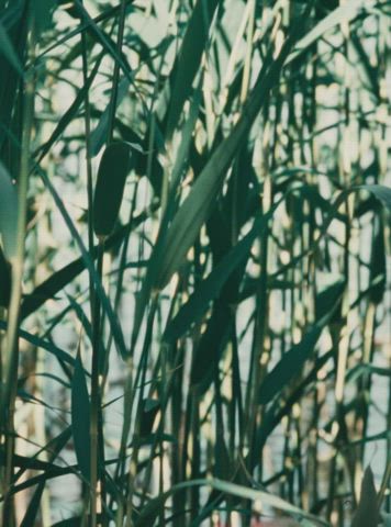 blonde boobs pretty Porn GIF