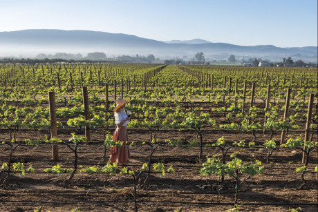 Summer Food Wine Phoenix